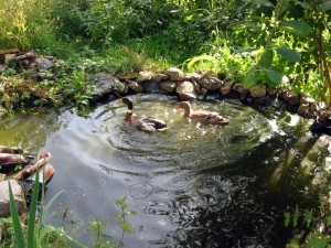 Enten im Teich