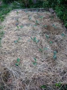 Mulchbeet mit Kohlpflanzen
