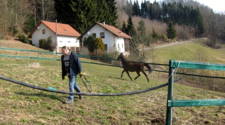 Bodenarbeit im Roundpen Horsemanship