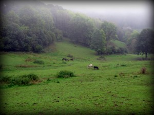 Pferdeherde: Shetlandpony, Isländer, Isländer- Araber, Appaloosa, Warmblut