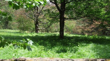 gleich am Anfang eine kleine Wiese mitten im Wald