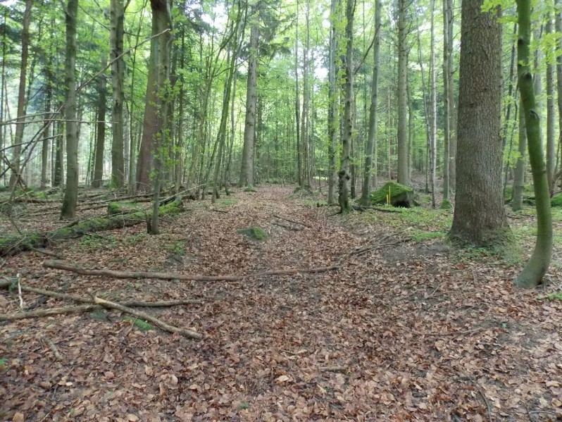 Waldweg bergauf