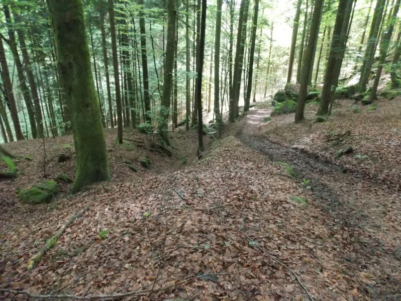 Waldweg abwärts