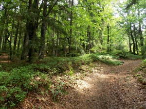 Waldweg zum Wackelstein