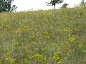 Wiese mit Jakobskreuzkraut 