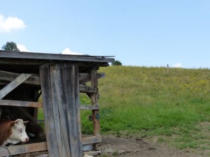 Kälber auf Wiese mit Jakobskreuzkraut