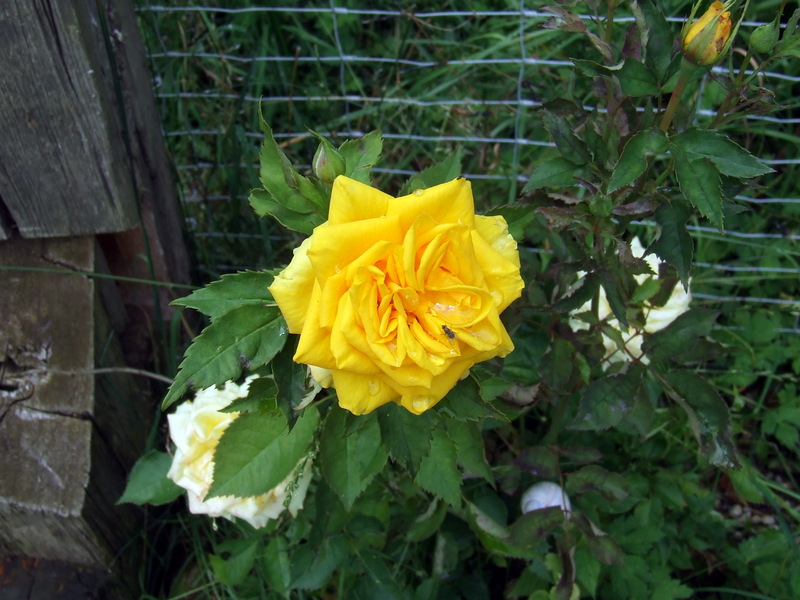 DSCF5637
