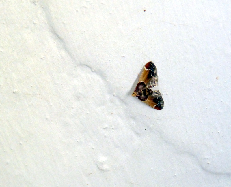 P1190486
