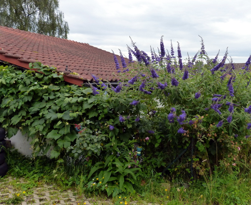 P1190663