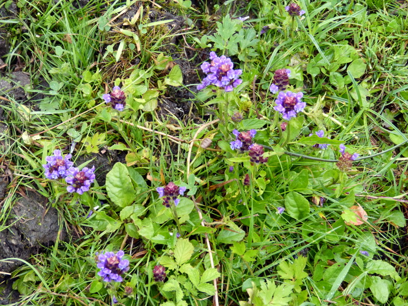 P1190708