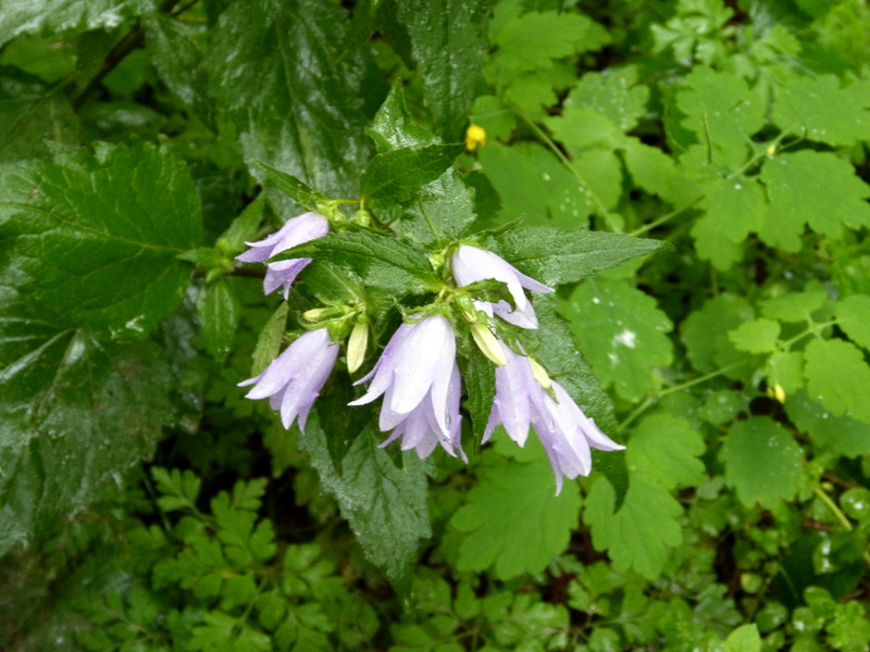 P1190946