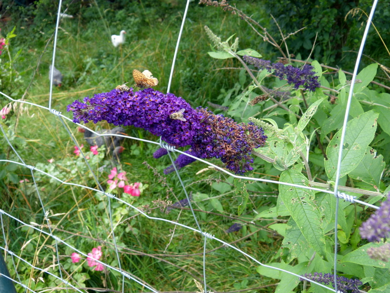 P1200068