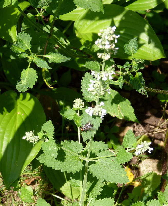 P1200466