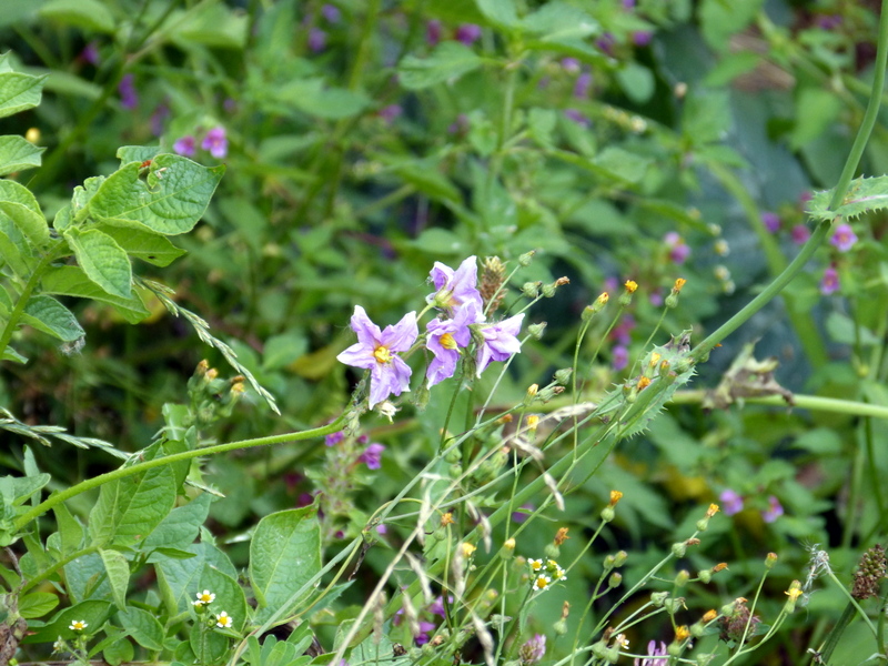 P1200481