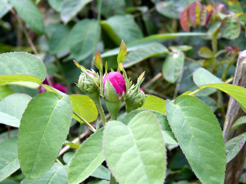 P1200489