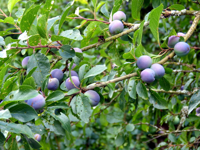 P1200500