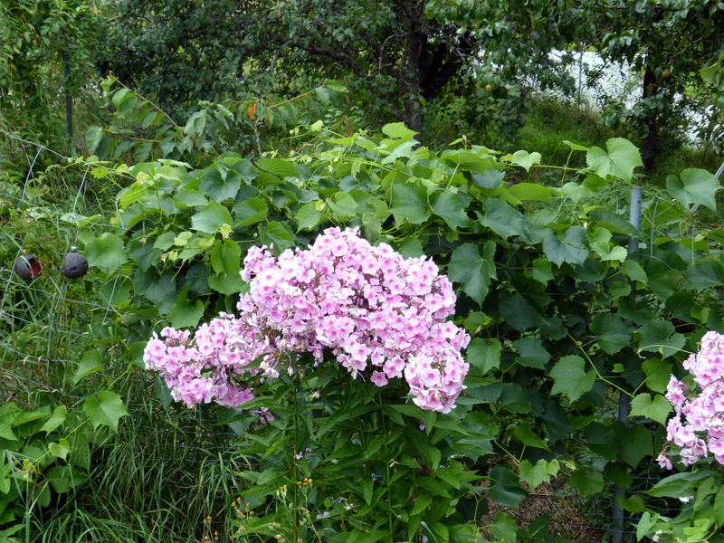 P1200525
