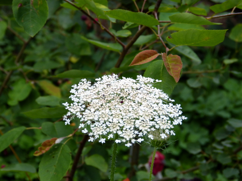 P1200546