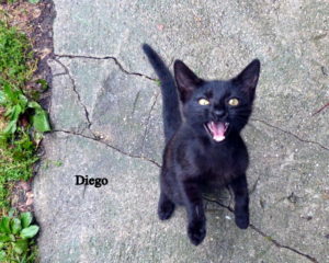 Kater Diego